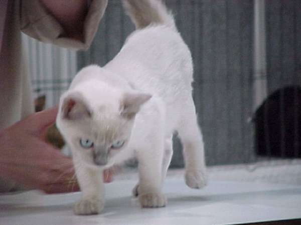 Bullet - Kitten