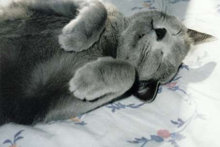 Mikhail Dreamin