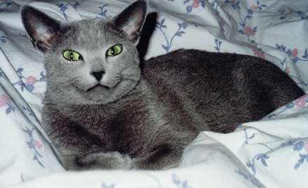 Mikhail Smile